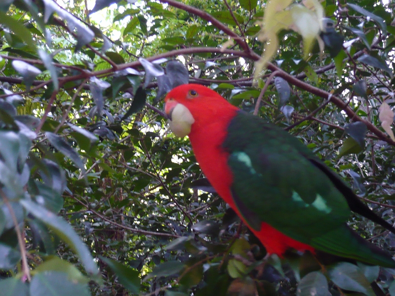 p1010278.jpg - Another lorikeet.