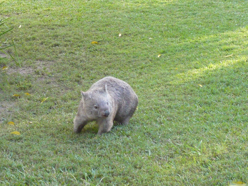 p1010280.jpg - The wombats were Myra's favorite.