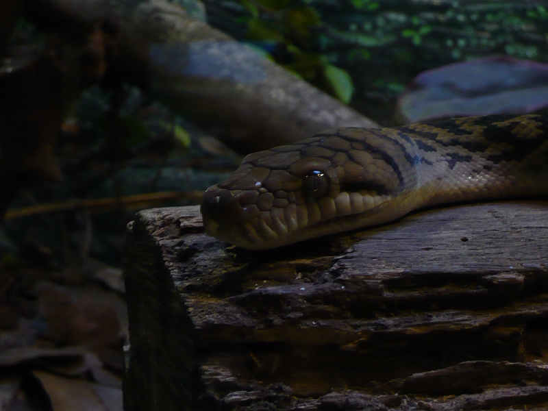 p1010284.jpg - Smile for the camera!  (This isn't the fierce snake, though.)