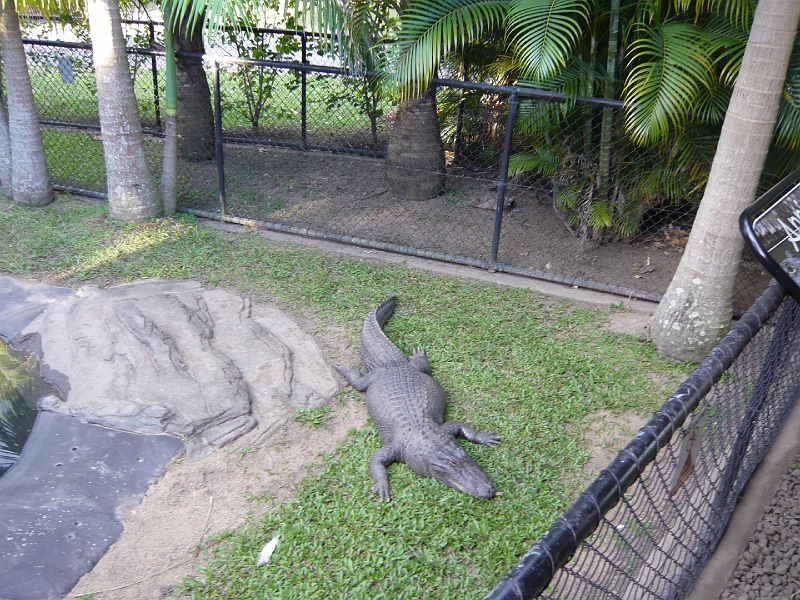 p1010285.jpg - Look, another American!  (An American alligator, that is.)