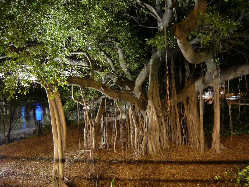 p1010304.jpg - Just a neat tree on the other side of the river (now on the Queensland University of Technology campus).