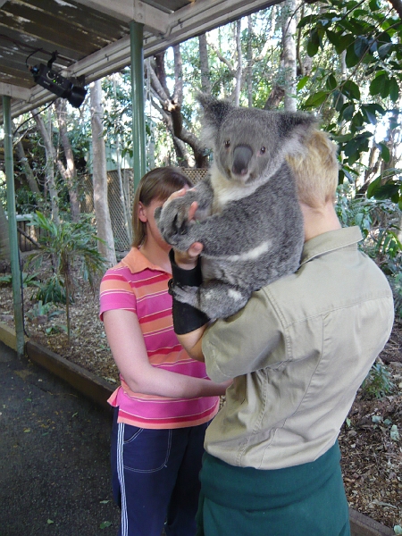 p1010368.jpg - I don't care if you can't see my face -- I love this picture of Minx!  Koalas seem to really like cameras.