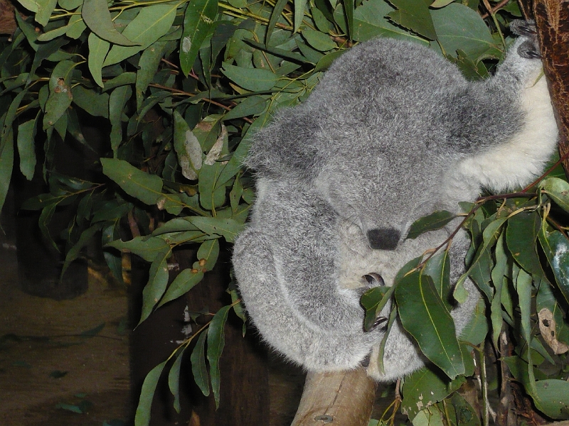 p1010396.jpg - Nap time!  (It is often nap time for koalas.)