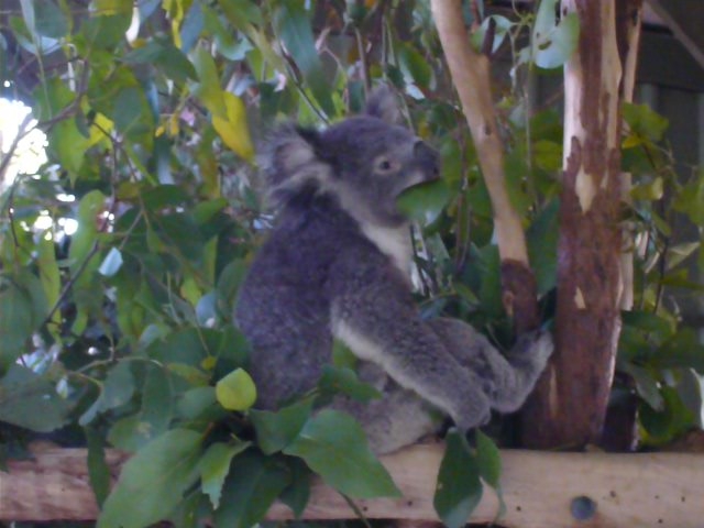 p1010399.jpg - I got a video of this koala smacking on a eucalyptus leaf. So cute and funny, too.