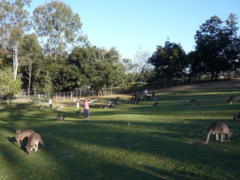 p1010403.jpg - A field of kangaroos!