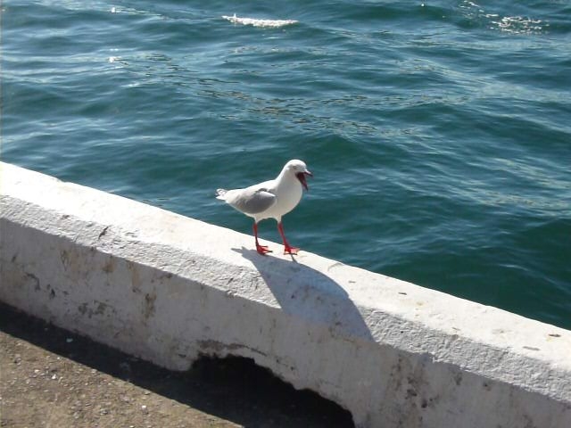 p1010496.jpg - A Sydney Harbour seagull.