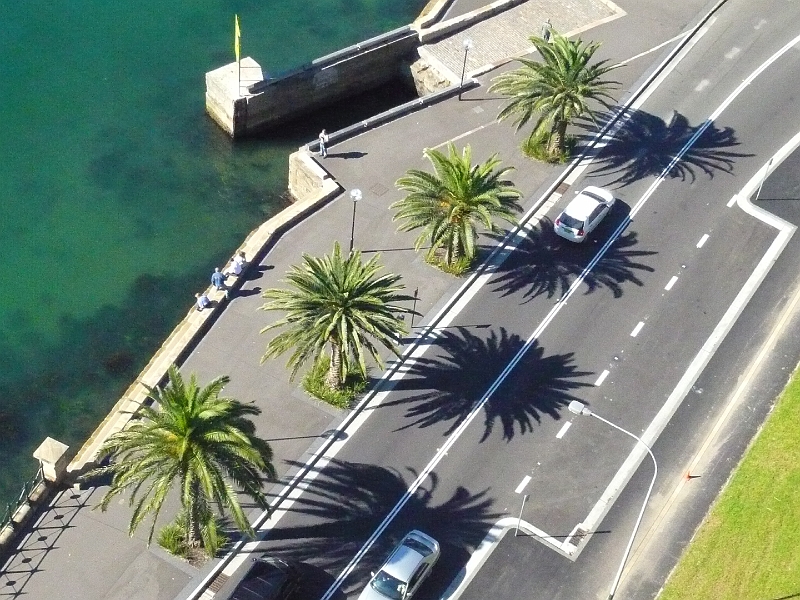 p1010517.jpg - I didn't realize there would be palm trees as far south as Sydney.  Apparently it last snowed in the area in the 1830s.