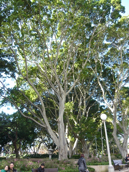 p1010583.jpg - A neat Australian tree.