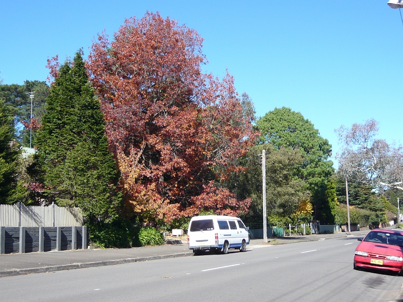 p1010630.jpg - Fall leaves in May!  (Most of the trees don't turn, but some imported from the Northern Hemisphere do.)