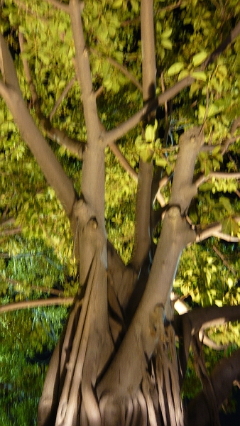 p1010682.jpg - I love Australian trees.  Here's one beside Sydney Cove.