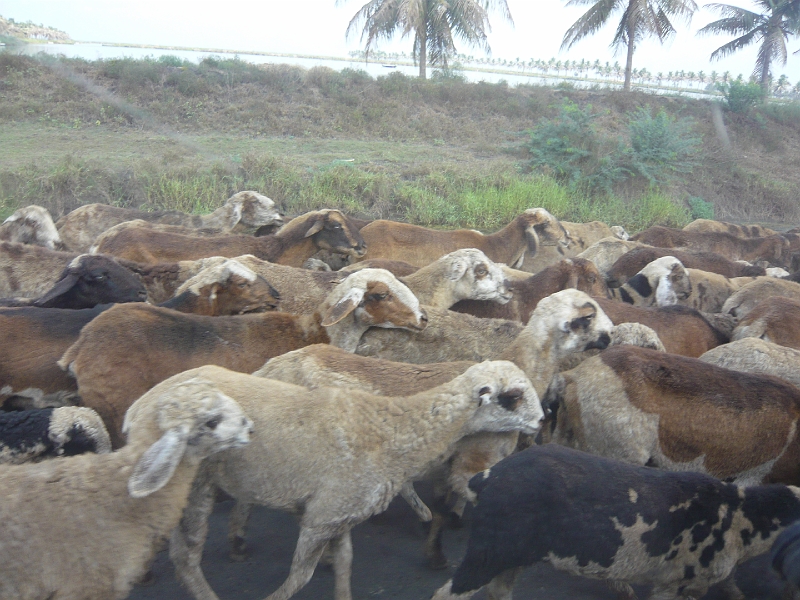 p1020141.jpg - We faced many traffic jams with goats on the way to GP village.