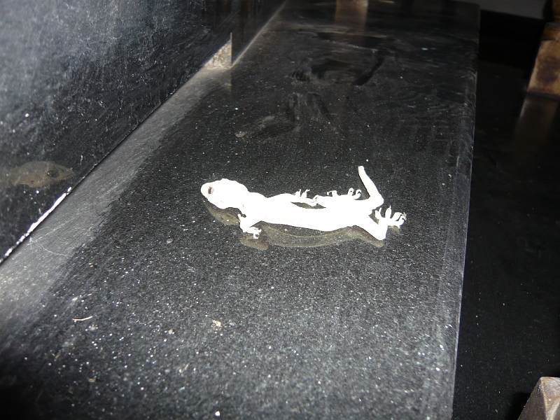 p1020177.jpg - These geckos were all over the place.  I liked them.  But I think this one might be dead.